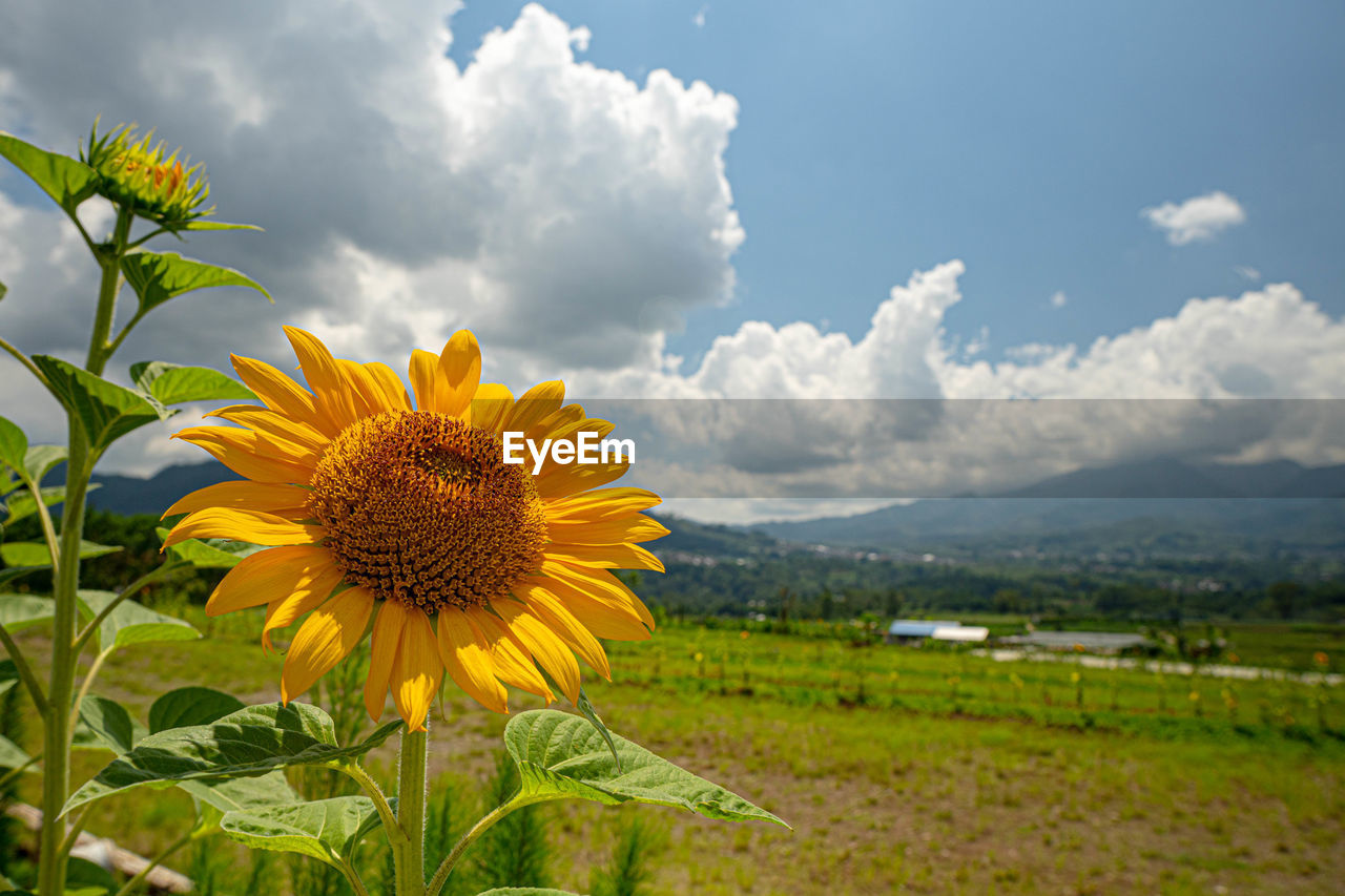 plant, field, sky, flower, sunflower, cloud, flowering plant, landscape, beauty in nature, nature, freshness, environment, yellow, rural scene, flower head, land, growth, scenics - nature, agriculture, inflorescence, no people, fragility, meadow, petal, summer, travel, crop, grass, prairie, farm, outdoors, horizon over land, plant part, leaf, cloudscape, springtime, tranquility, travel destinations, mountain, plain, sunlight, non-urban scene, day, tranquil scene, wildflower, blue, blossom, horizon, urban skyline, green, vibrant color, landscaped, idyllic, close-up, tourism, asterales, pollen, food and drink, botany, food, tree, pasture