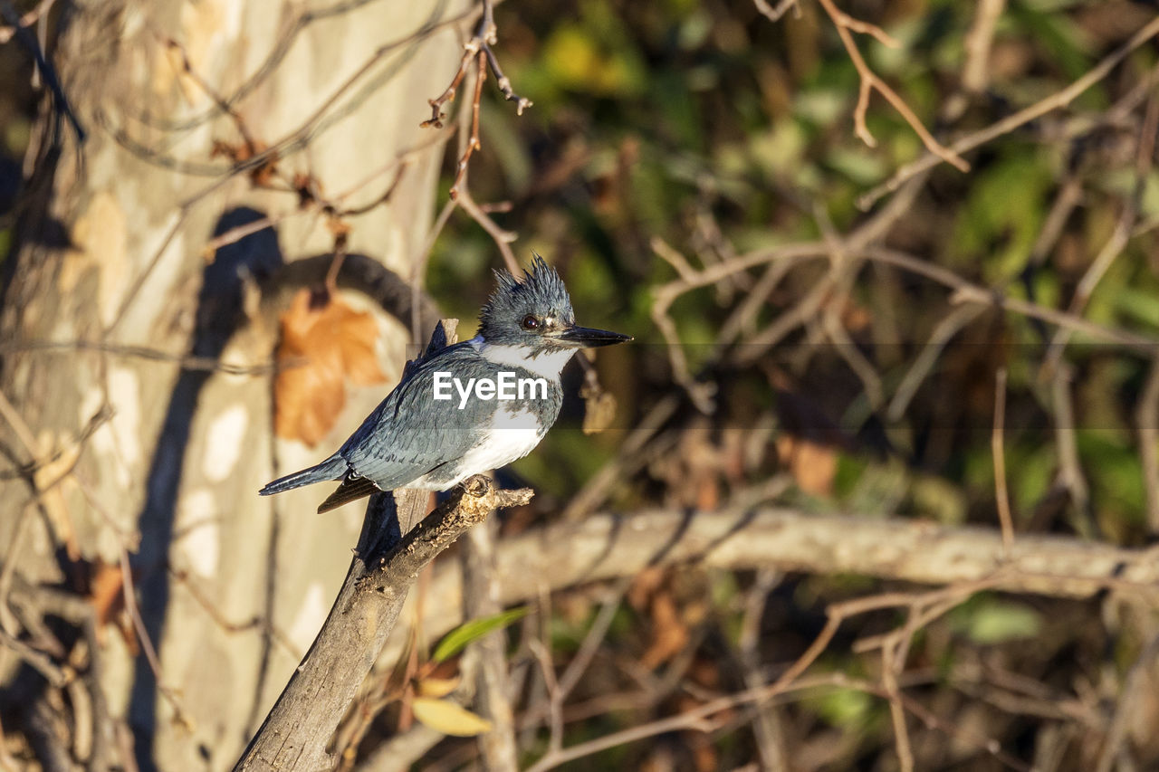 animal themes, animal, animal wildlife, bird, wildlife, nature, tree, plant, branch, one animal, perching, no people, beauty in nature, focus on foreground, outdoors, full length, beak, environment, selective focus, tourism, bare tree, land, wildlife reserve, forest, day, eating