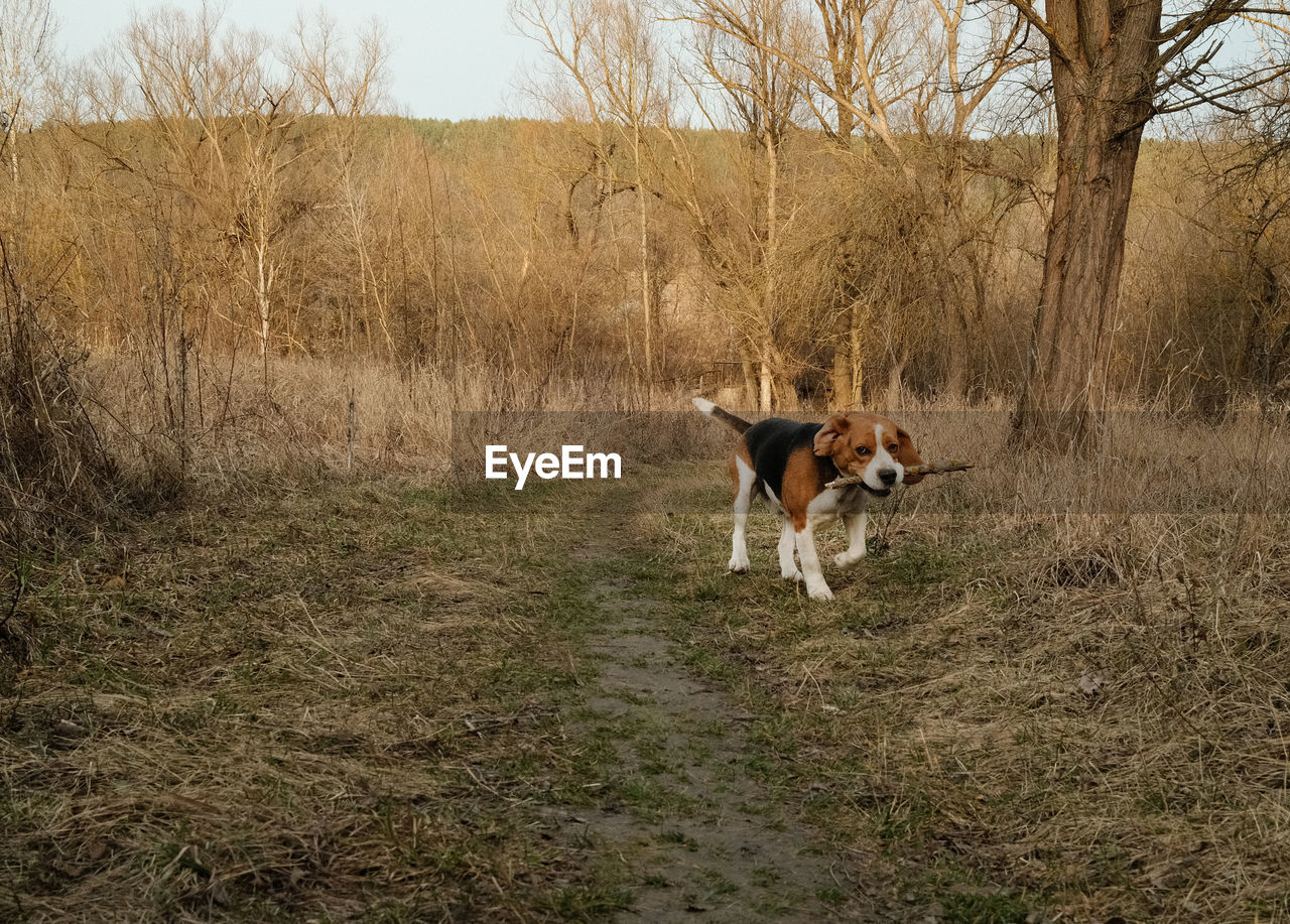 dog standing on field