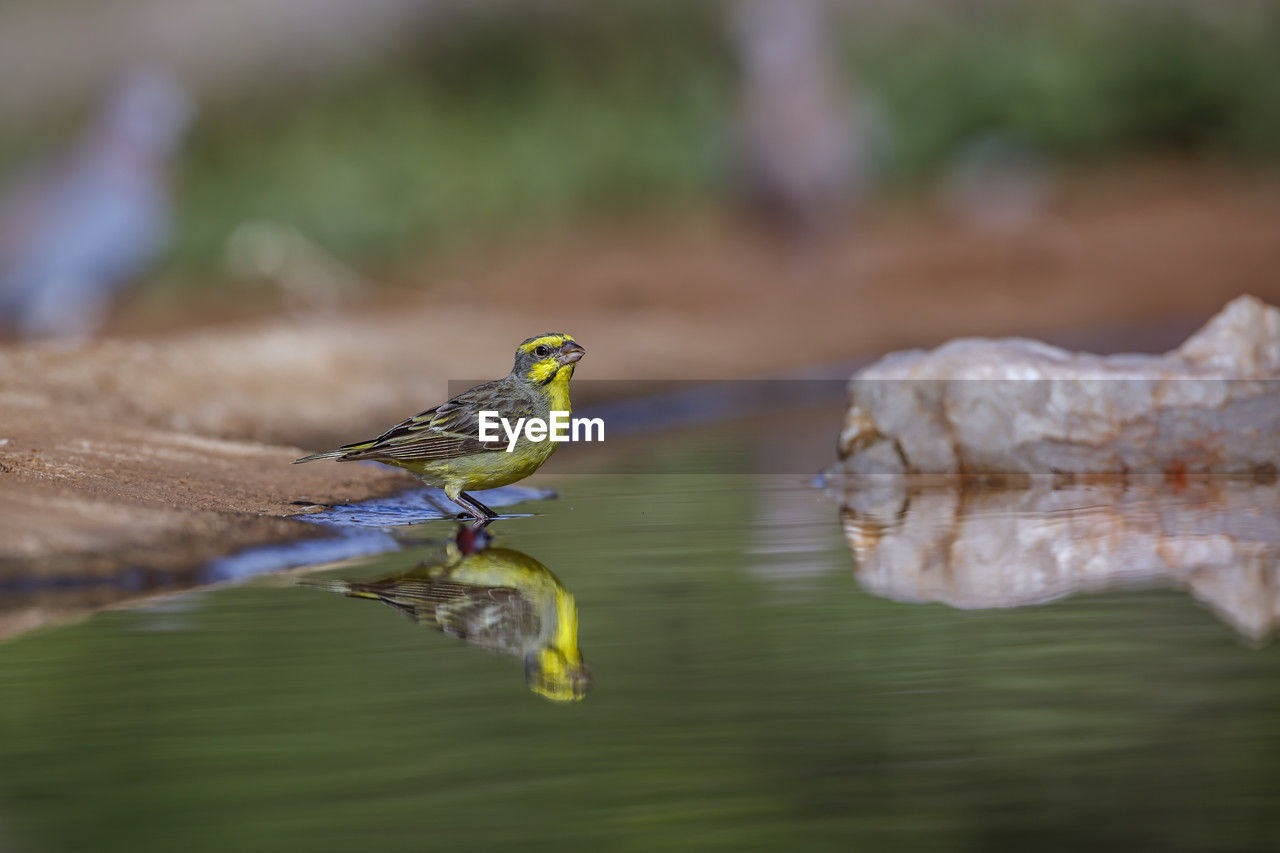 animal themes, animal, animal wildlife, nature, wildlife, one animal, bird, water, close-up, green, no people, macro photography, reflection, lake, day, focus on foreground, outdoors, side view, branch, selective focus, perching, leaf, beauty in nature, reptile