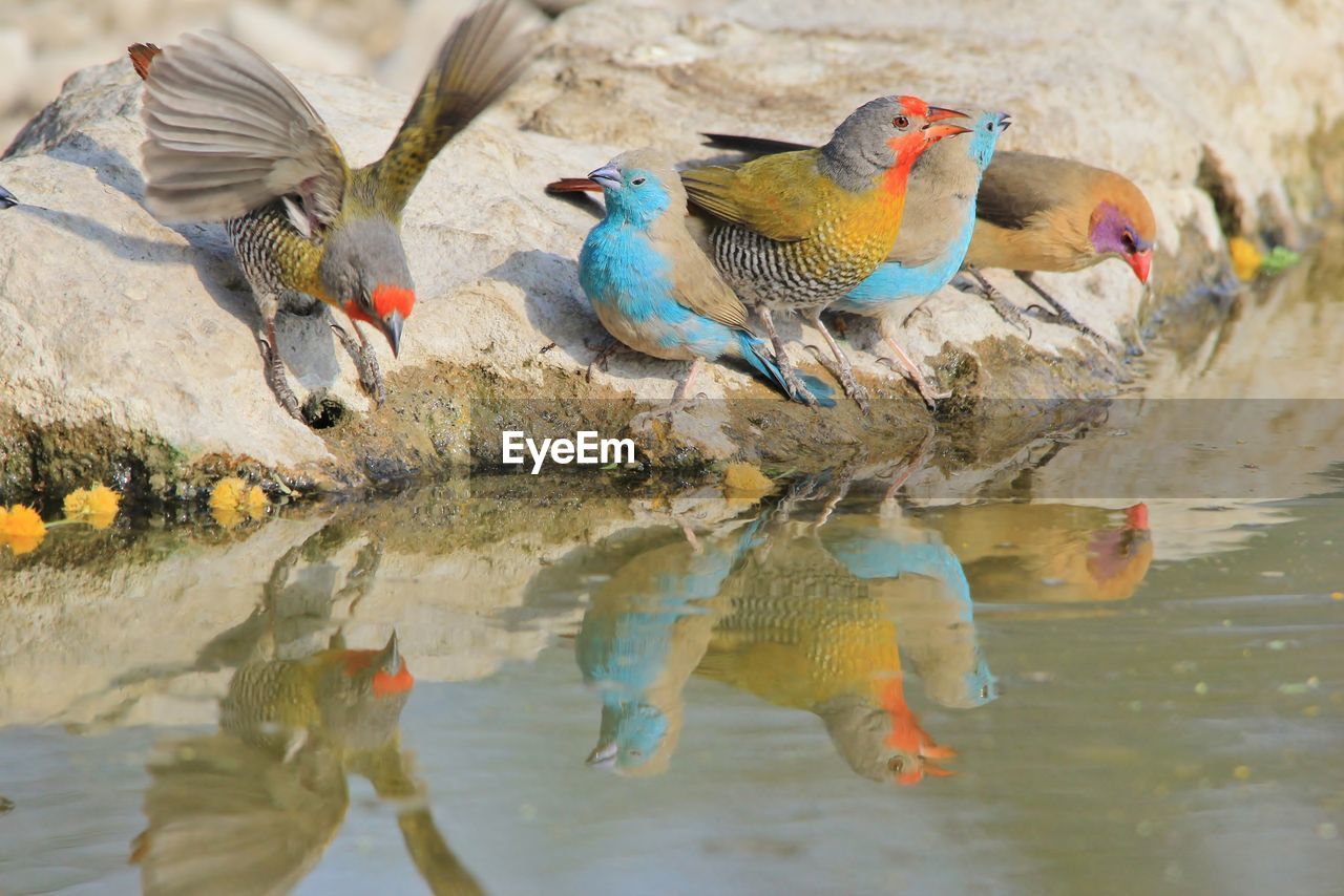 CLOSE-UP OF DUCK SWIMMING IN LAKE