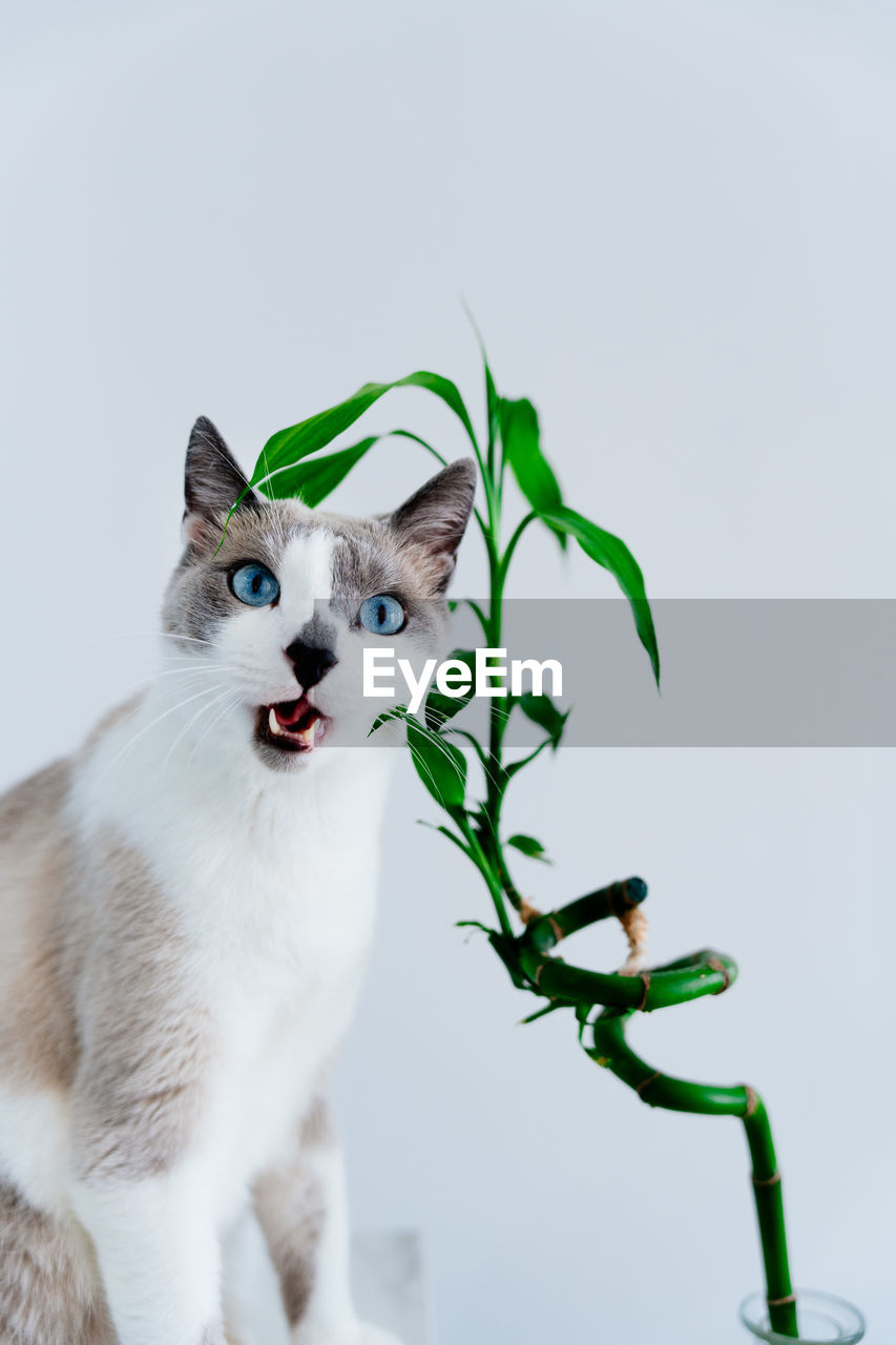 Light gray cat with blue eyes eating houseplant. minimalist photo of domestic cat chewing bamboo. 