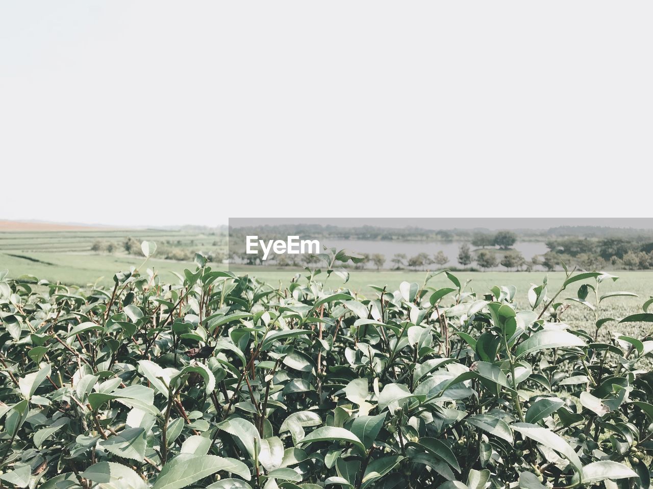 PLANTS ON FIELD AGAINST CLEAR SKY