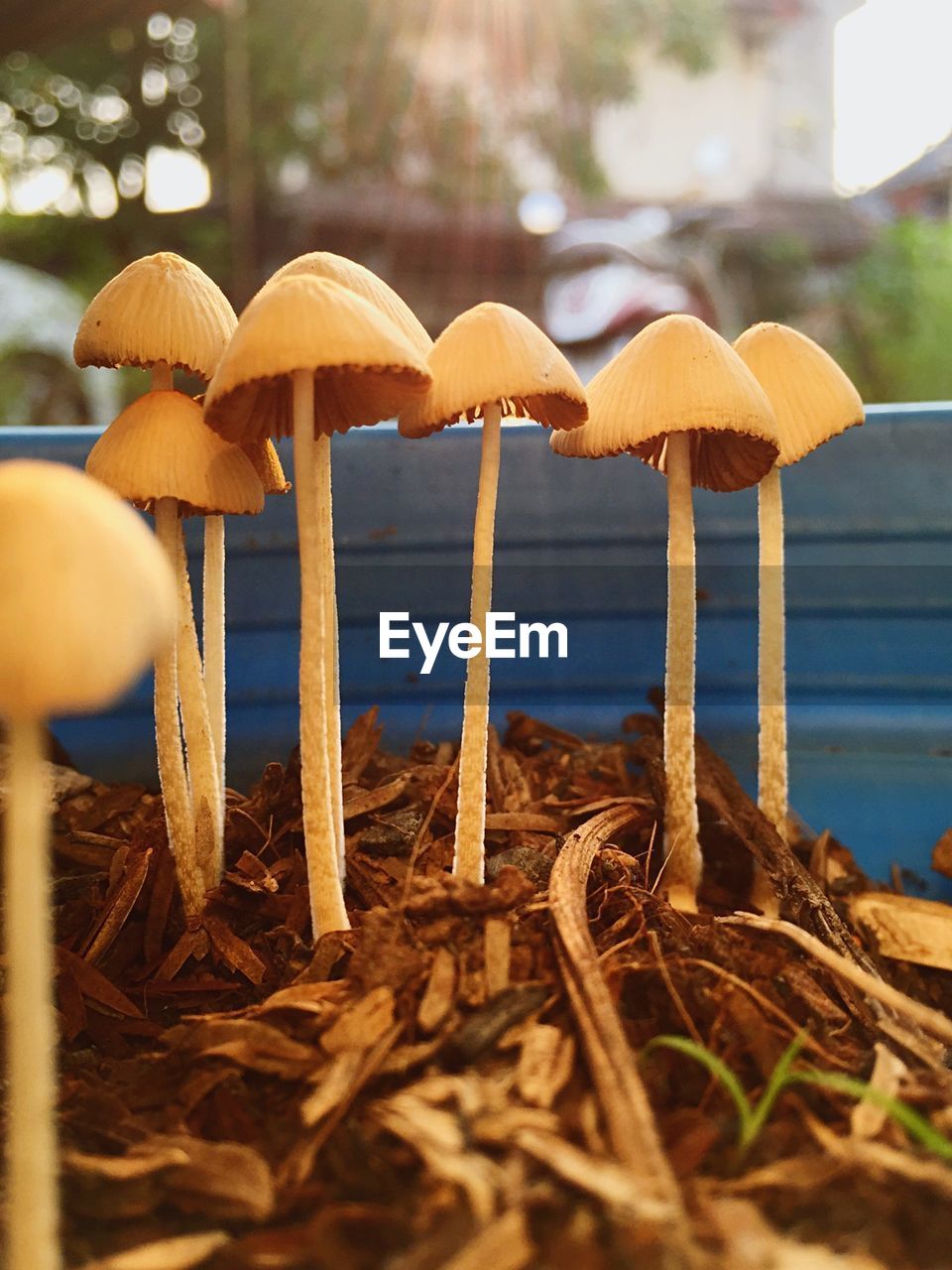 Close-up of mushrooms