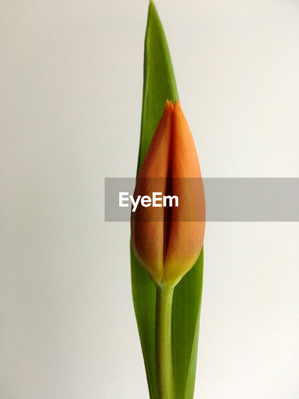 flower, freshness, plant, food, close-up, studio shot, food and drink, no people, green, healthy eating, flowering plant, indoors, wellbeing, yellow, plant part, nature, leaf, tulip, macro photography, fragility, beauty in nature, vegetable, single object, white background, growth