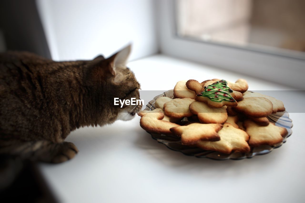 Cat and christmas cookies 