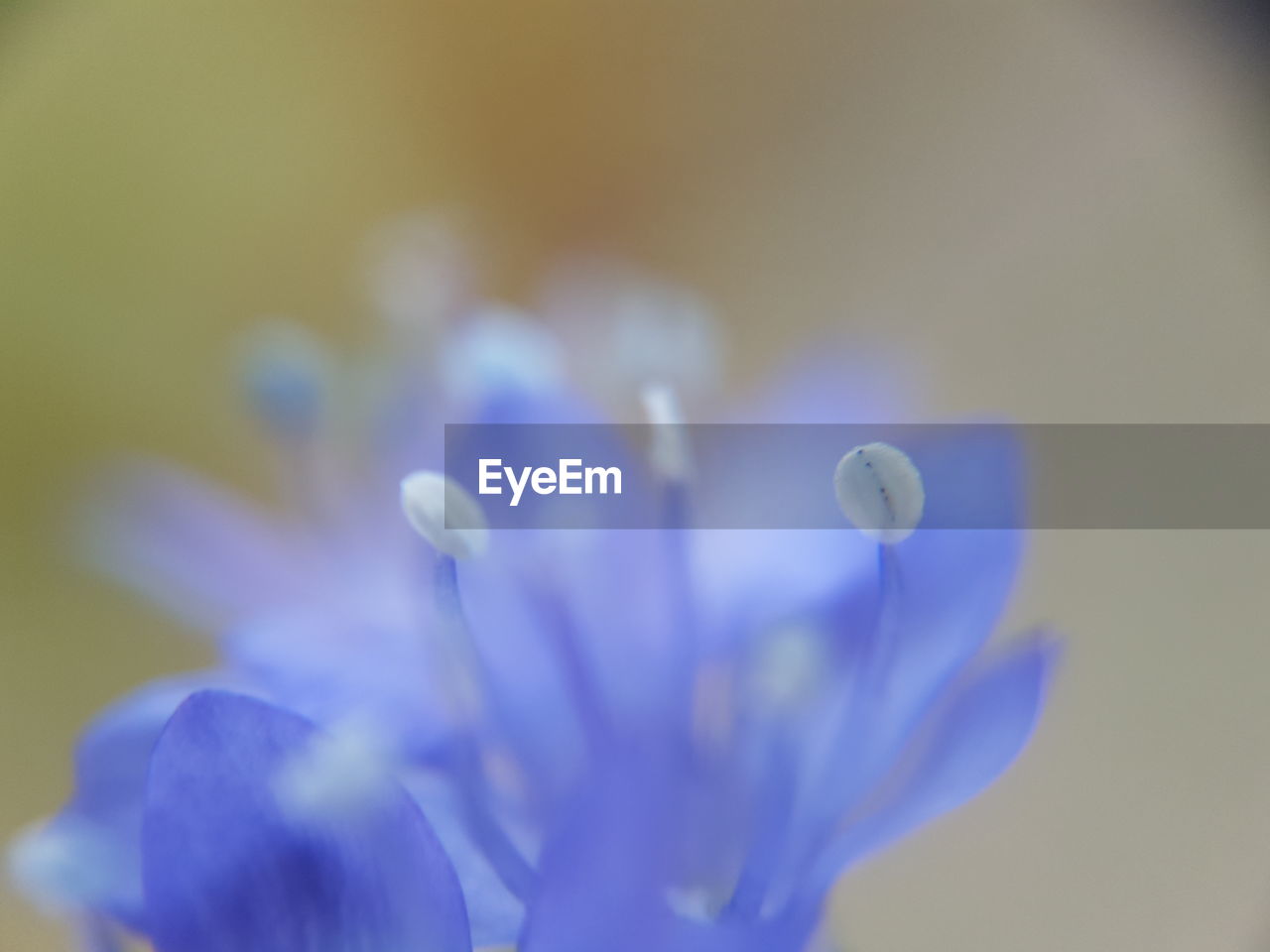 Close-up of purple flowering plant