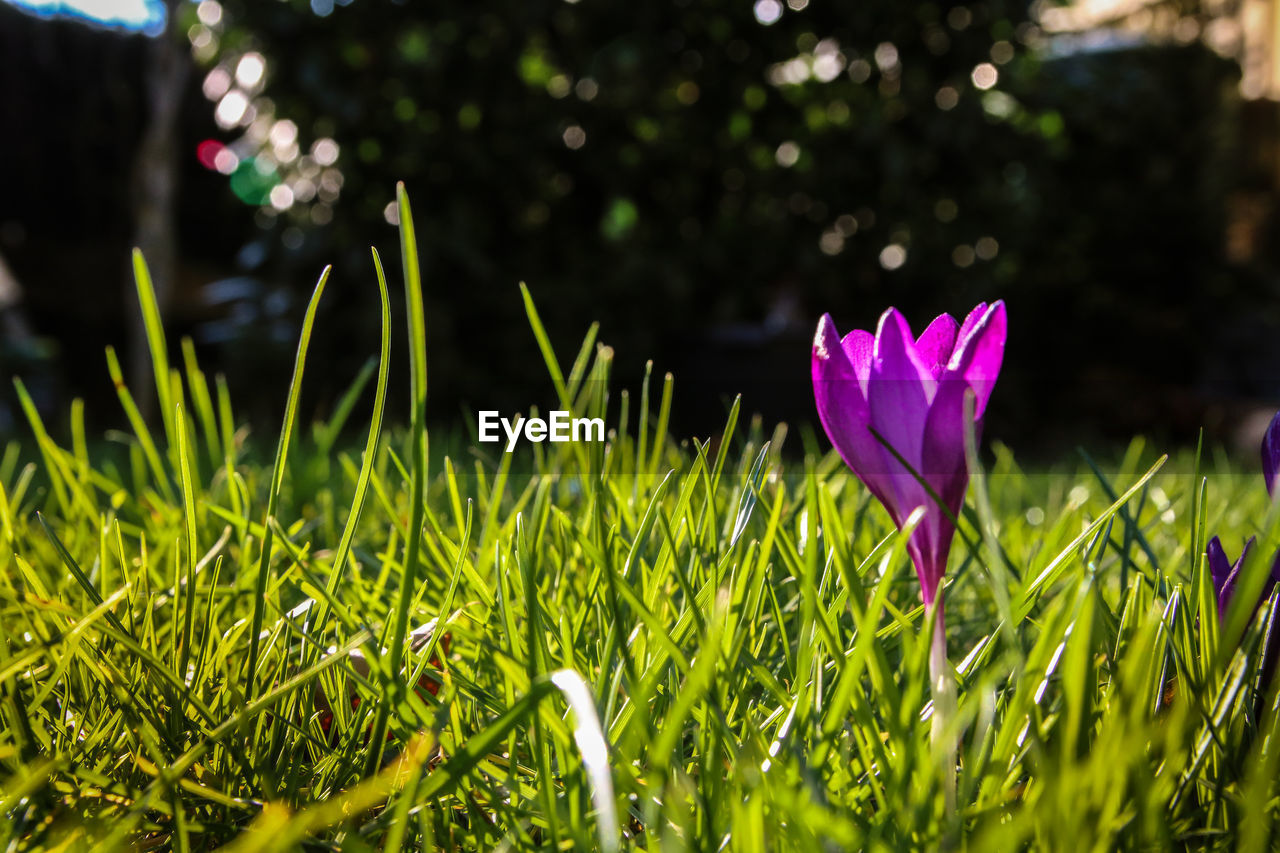 CLOSE-UP OF PURPLE CROCUS FLOWERS ON FIELD