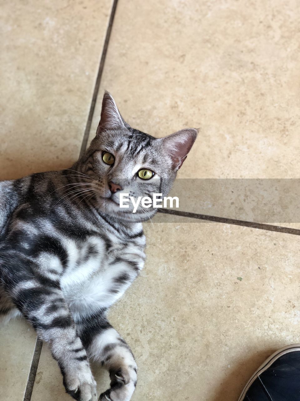 HIGH ANGLE PORTRAIT OF TABBY CAT SITTING ON TILED FLOOR