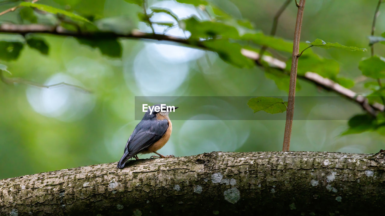 BIRD PERCHING ON A TREE