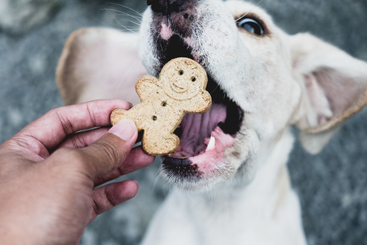 Cropped image of hand feeding cookie to beagle