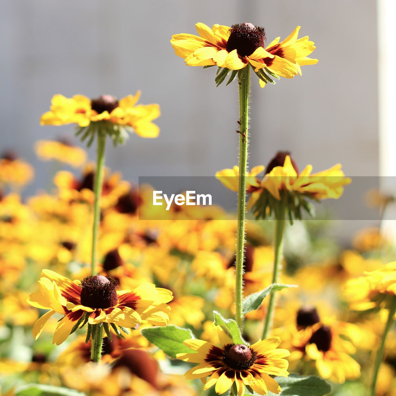 Close-up of yellow flower