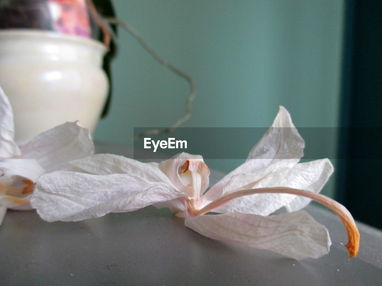 CLOSE-UP OF FLOWER WITH WATER