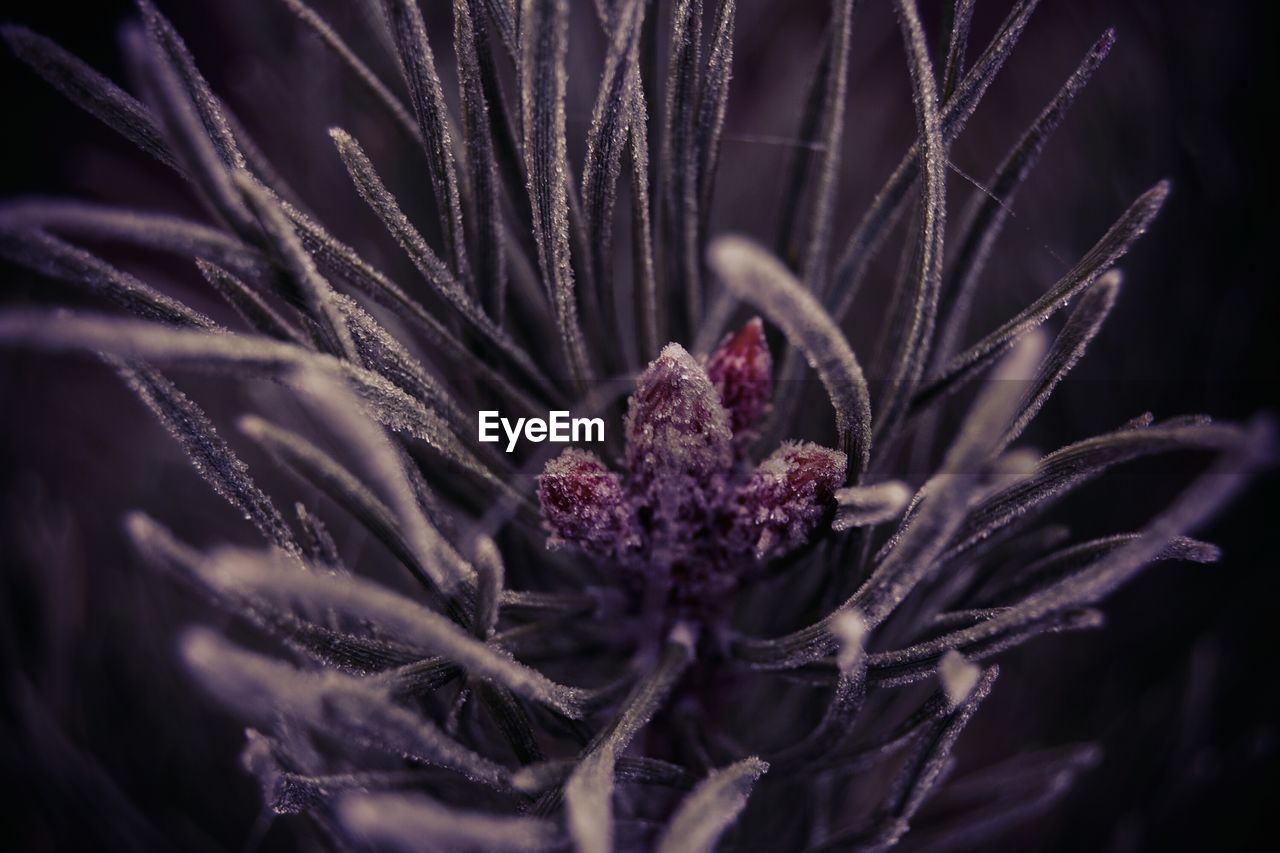 Close-up of flower