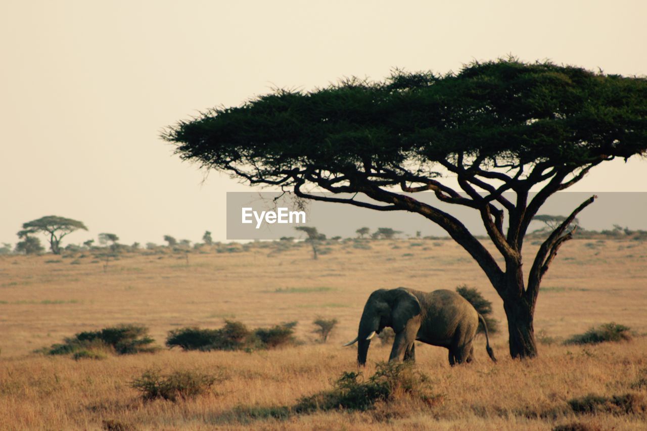 HORSE STANDING ON GRASSY FIELD