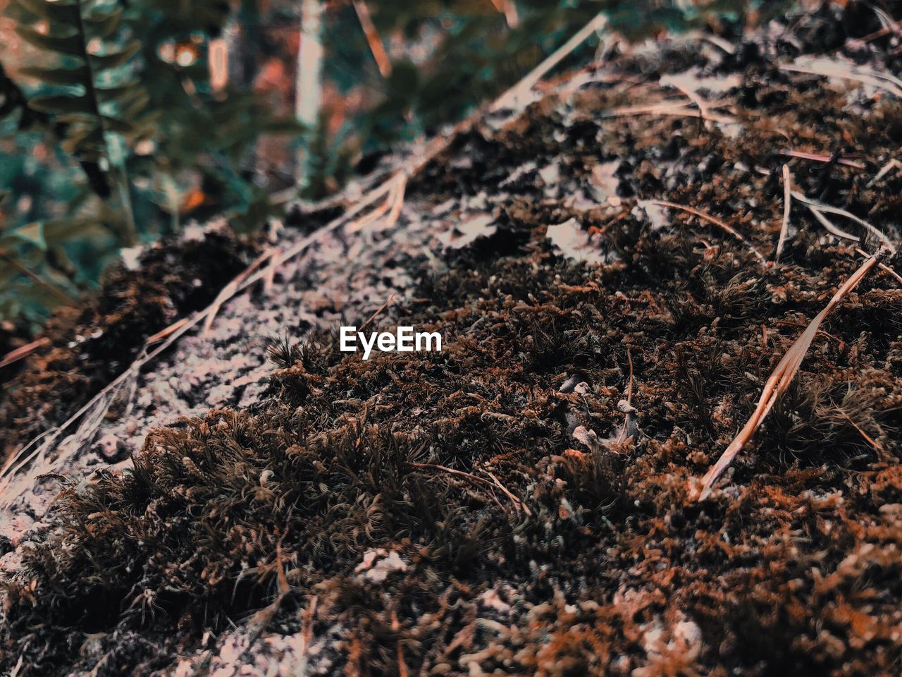 CLOSE-UP OF DRY PLANTS ON FIELD