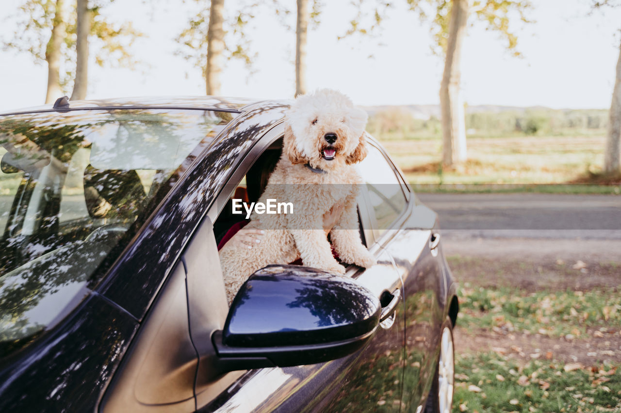 Portrait of dog in car