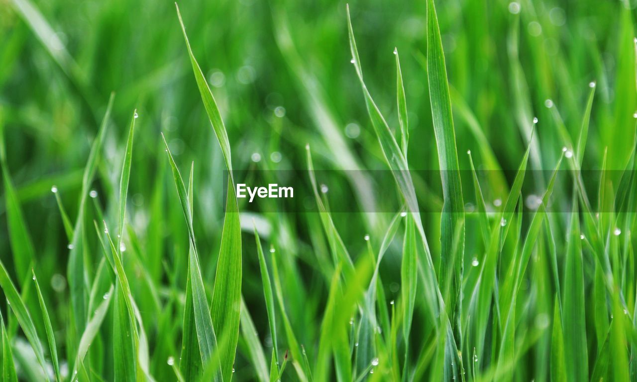 Full frame shot of wet grass on field