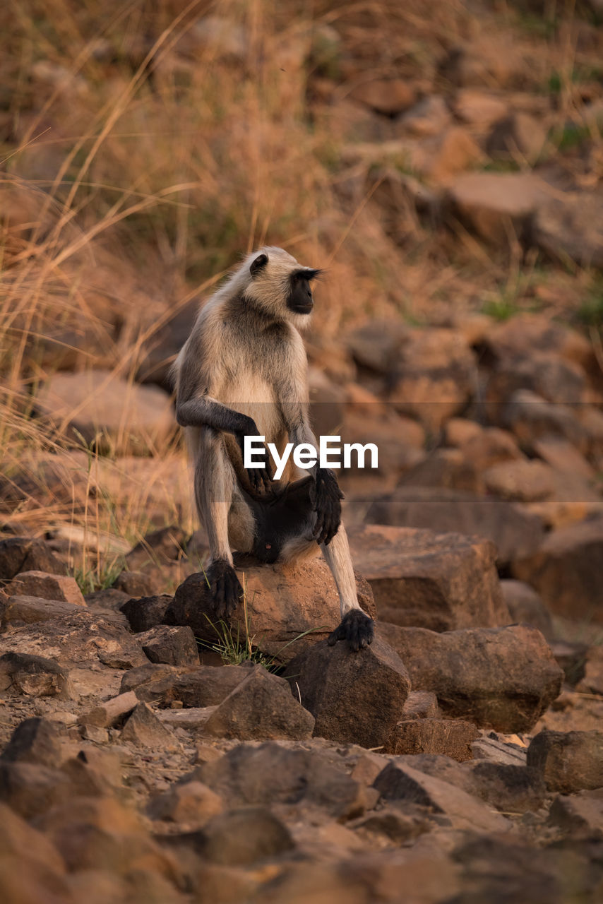 Monkey sitting on rock