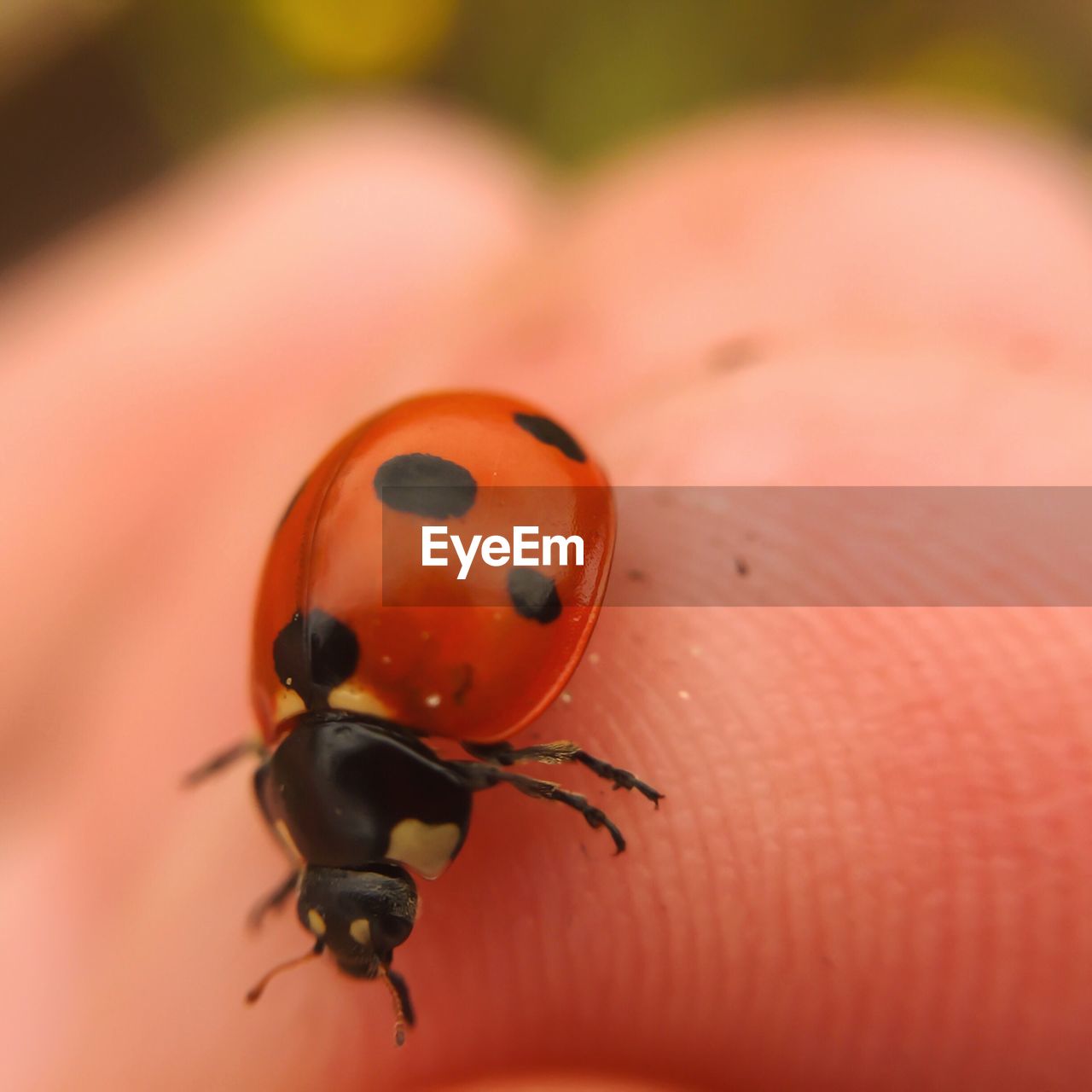 Ladybug on finger