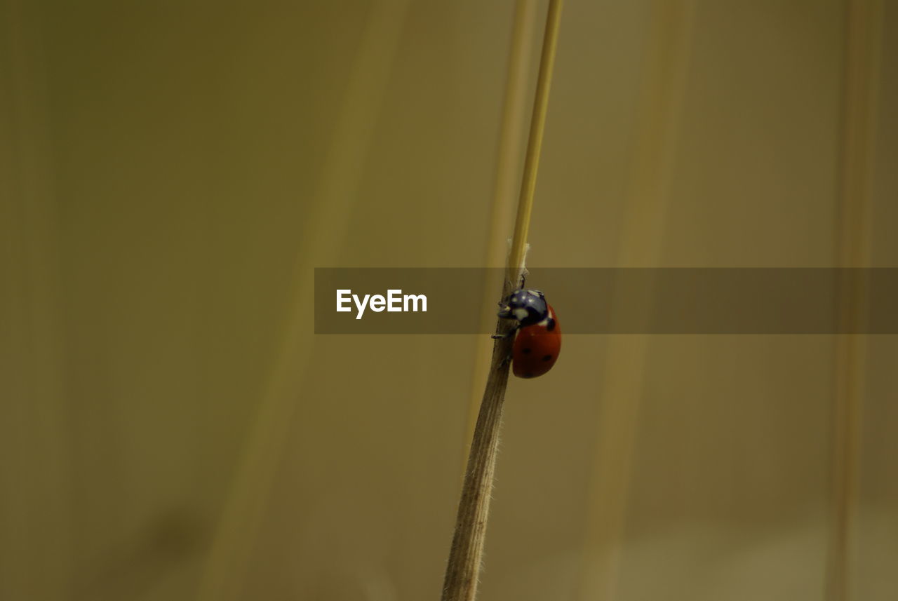 CLOSE-UP OF LADYBUG ON LEAF