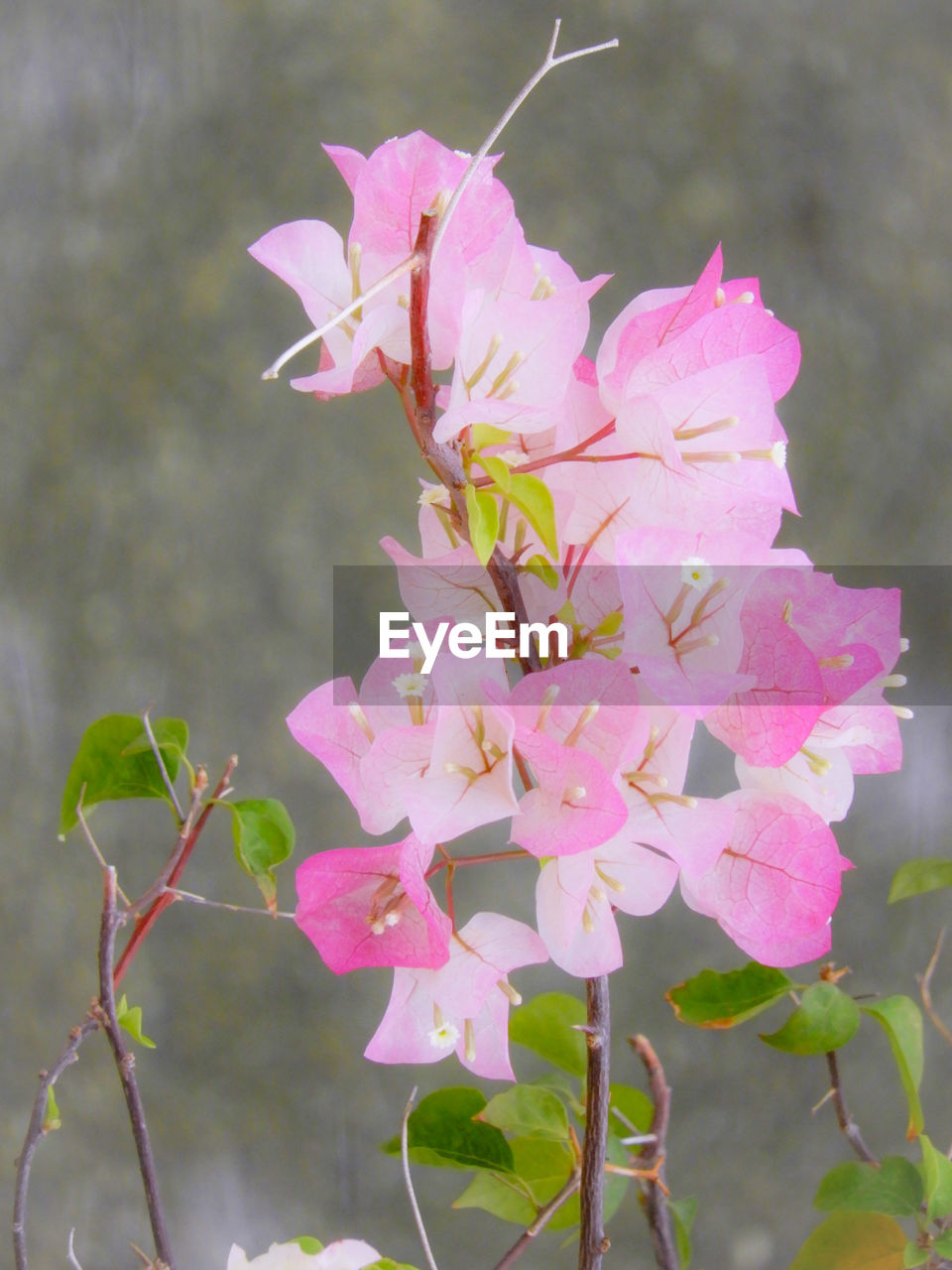 CLOSE-UP OF PINK ROSE FLOWER