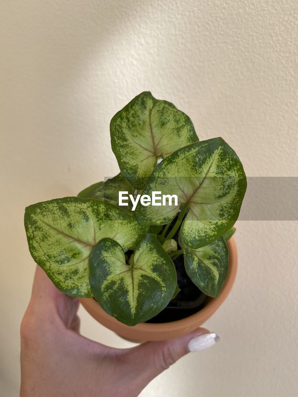 Cropped hand holding plant