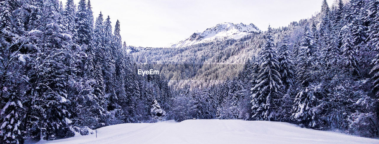 Snow covered land and trees against sky