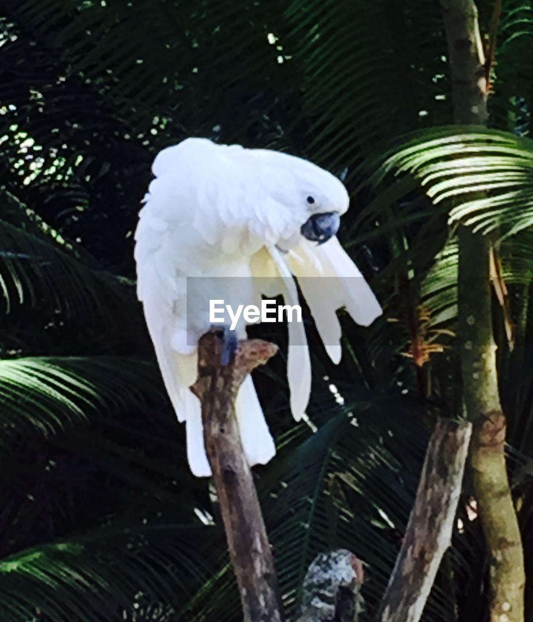 BIRD PERCHING ON BRANCH