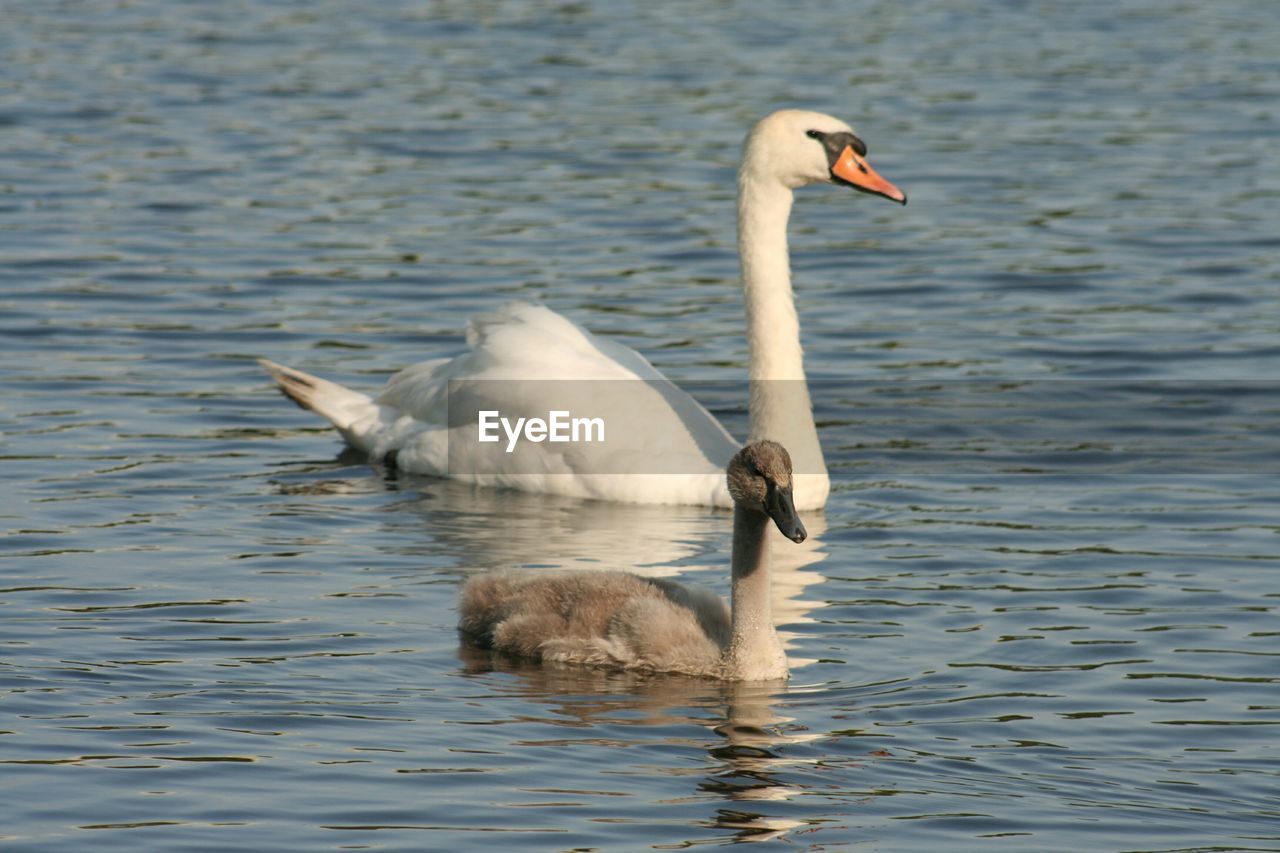 Side view of swan in calm water