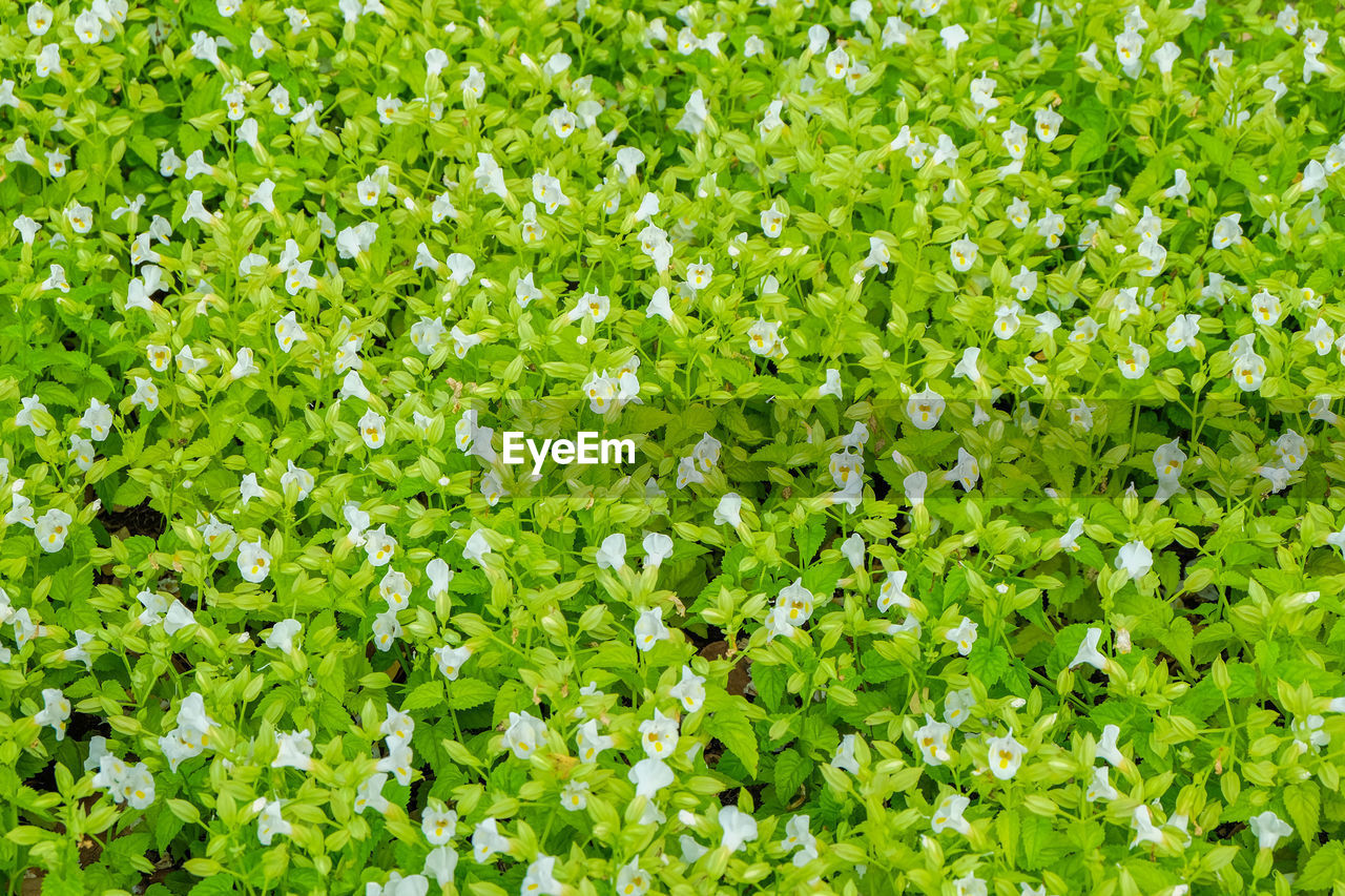 FULL FRAME SHOT OF FRESH WHITE FLOWERS IN SPRING