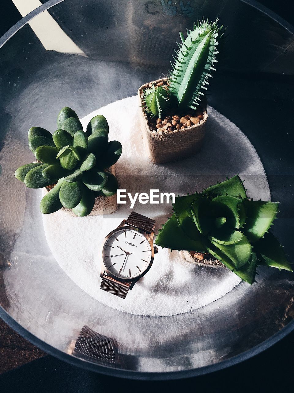 High angle view of succulent plant on table