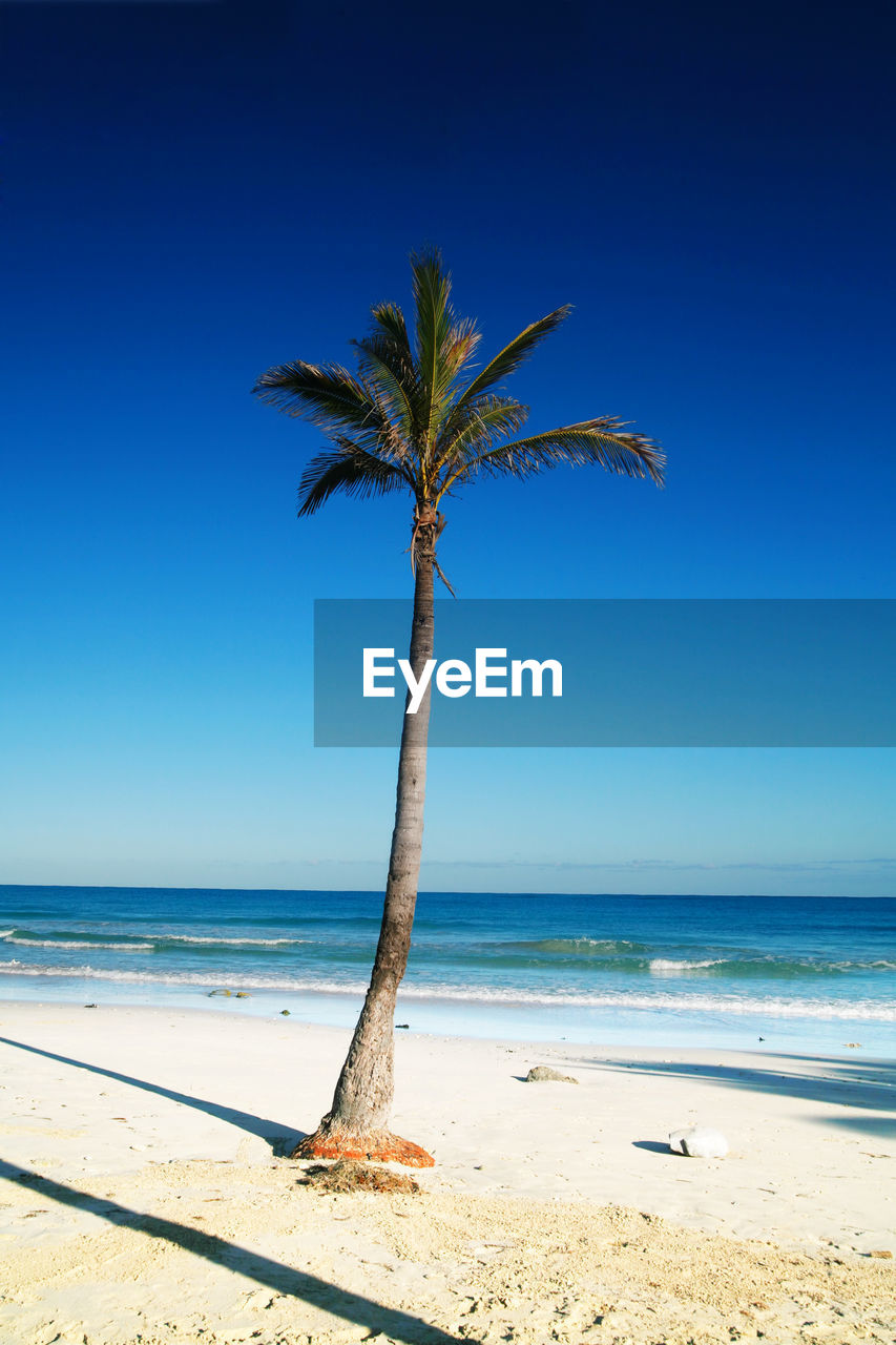 Palm tree on beach against clear blue sky