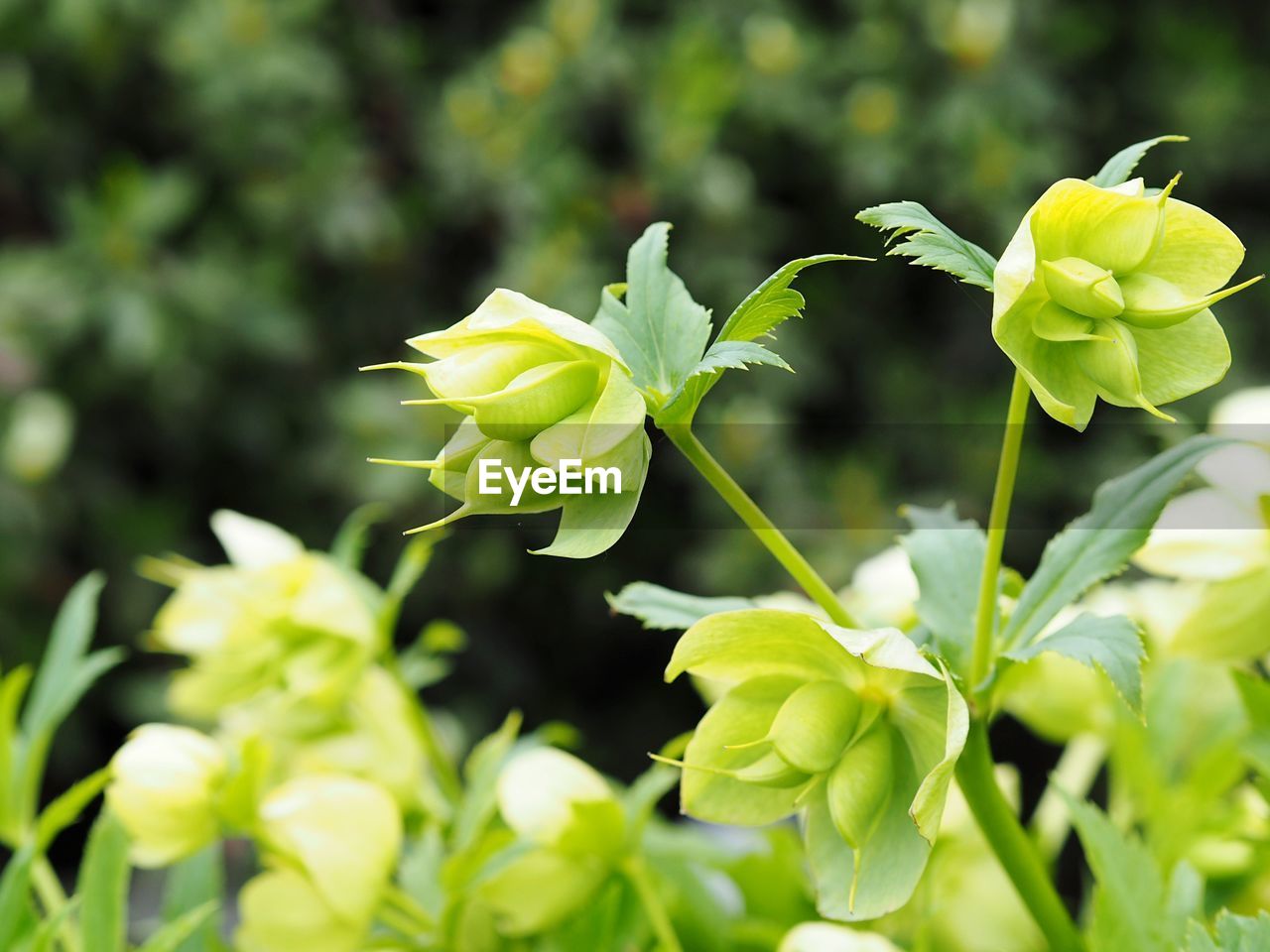 CLOSE-UP OF FLOWERING PLANTS