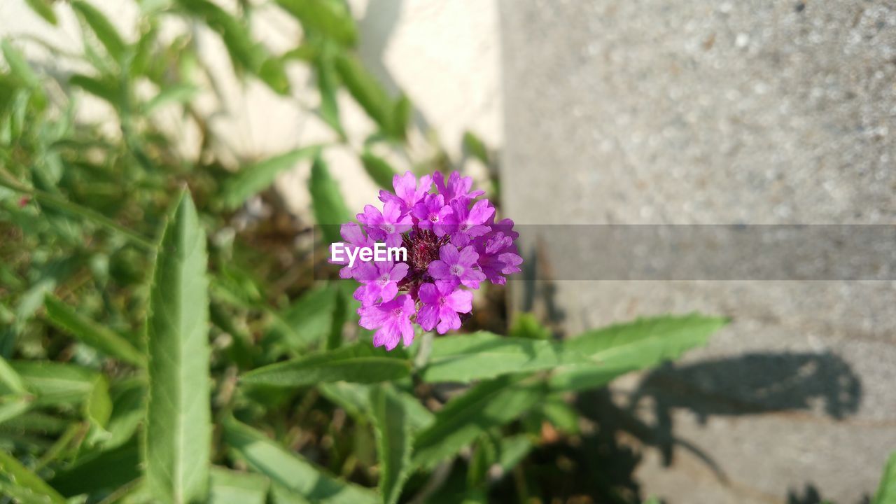 HIGH ANGLE VIEW OF PURPLE FLOWER BLOOMING IN PARK