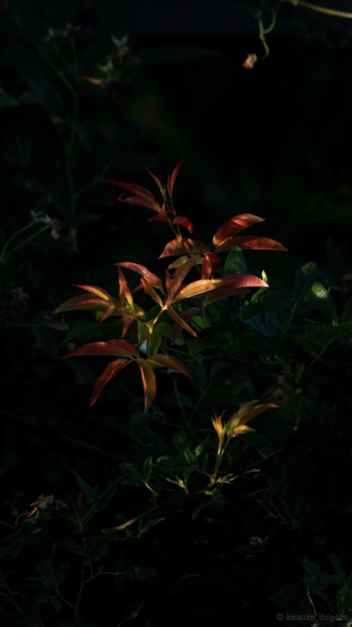 Close-up of plants at night