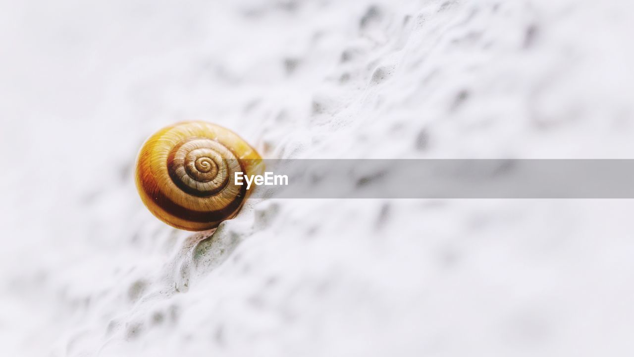 Close-up of snail on white wall