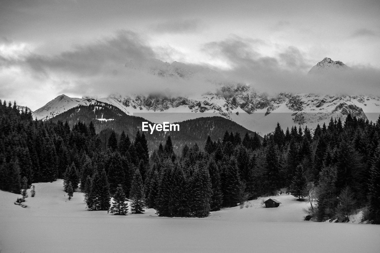 Panoramic view of pine trees on snowcapped mountains against sky