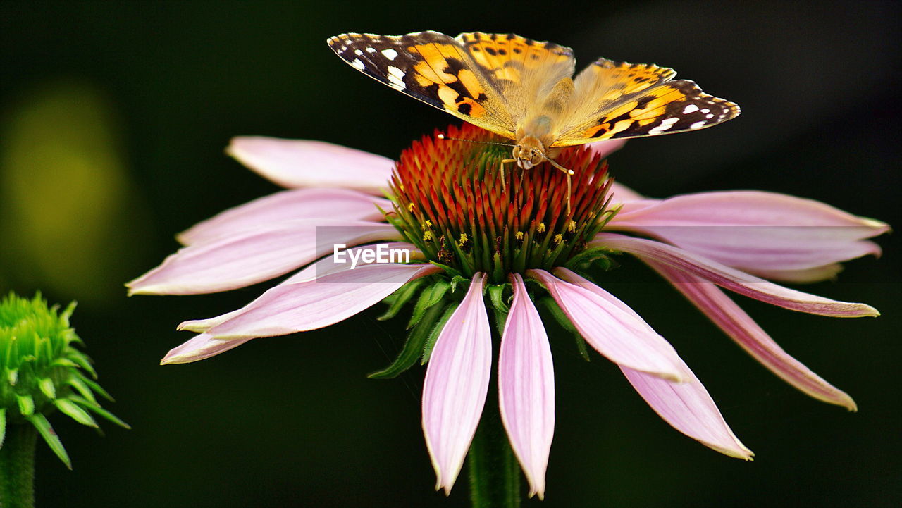 Close-up of coneflower on the blooming outdoors