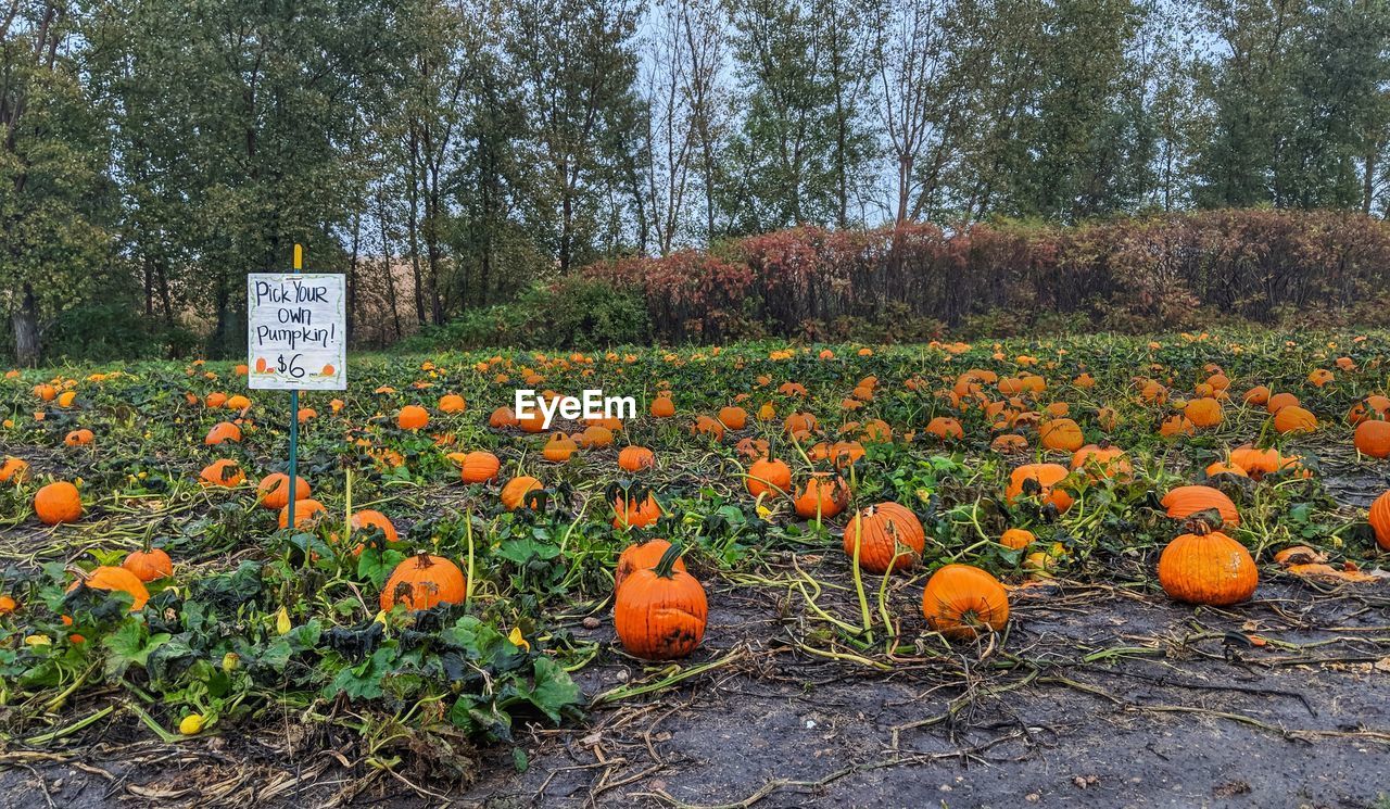 PLANTS GROWING ON FIELD