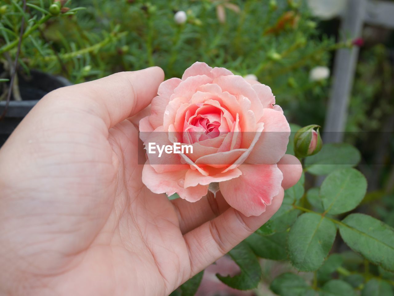 CLOSE-UP OF HAND HOLDING PINK ROSE FLOWER