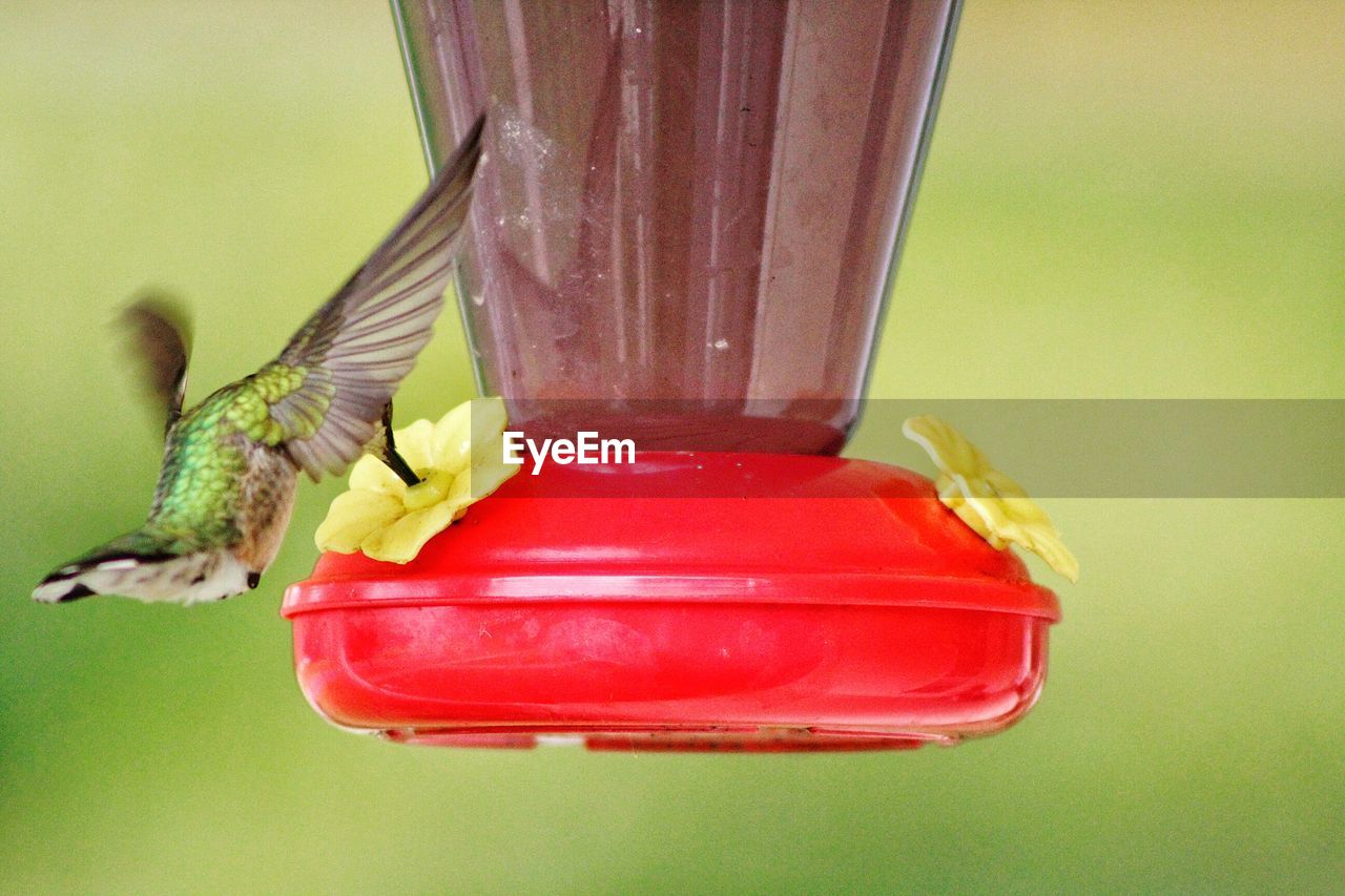 CLOSE-UP OF A BIRD PERCHING ON WOODEN PLANK