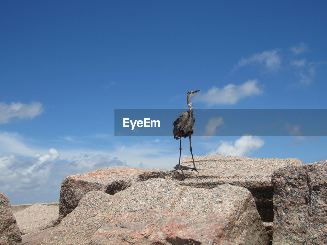 BIRDS PERCHING ON ROCK AGAINST BLUE SKY