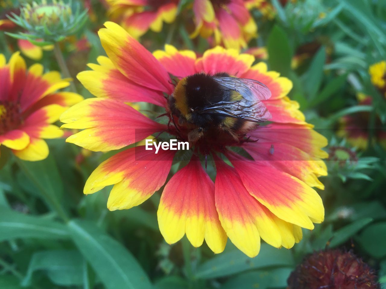 Flower Insect One Animal Growth Petal Animals In The Wild Fragility Animal Themes Nature Plant Focus On Foreground No People Flower Head Beauty In Nature Freshness Outdoors Day Close-up Blooming Pollination Flores Abejas Polinización Noedit NoEditNoFilter