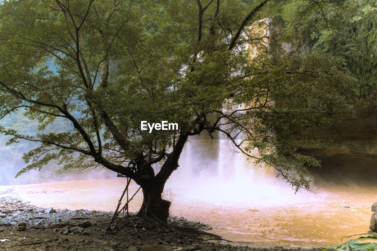 VIEW OF TREES BY RIVER