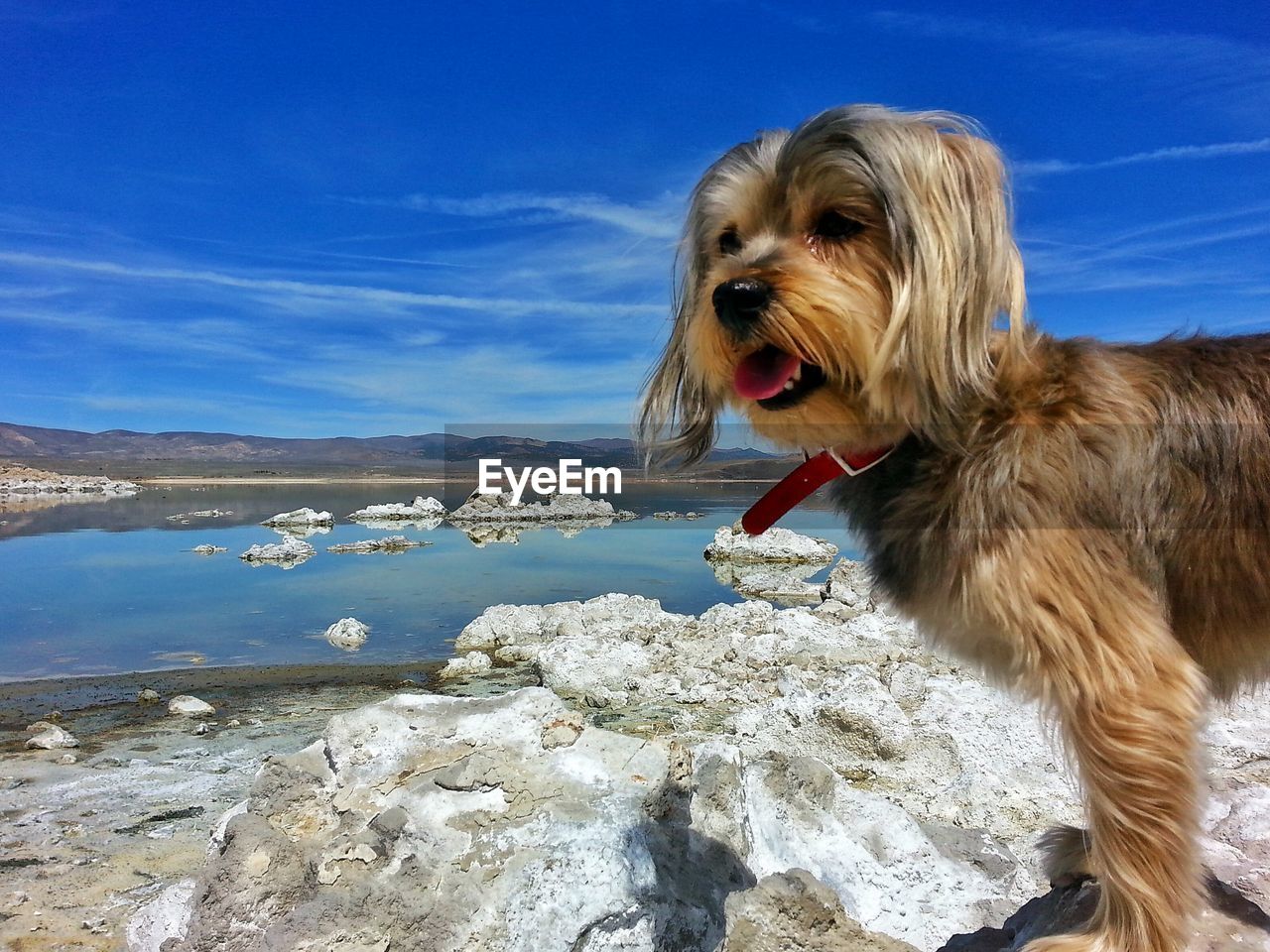 Portrait of dog standing on rocks above lake
