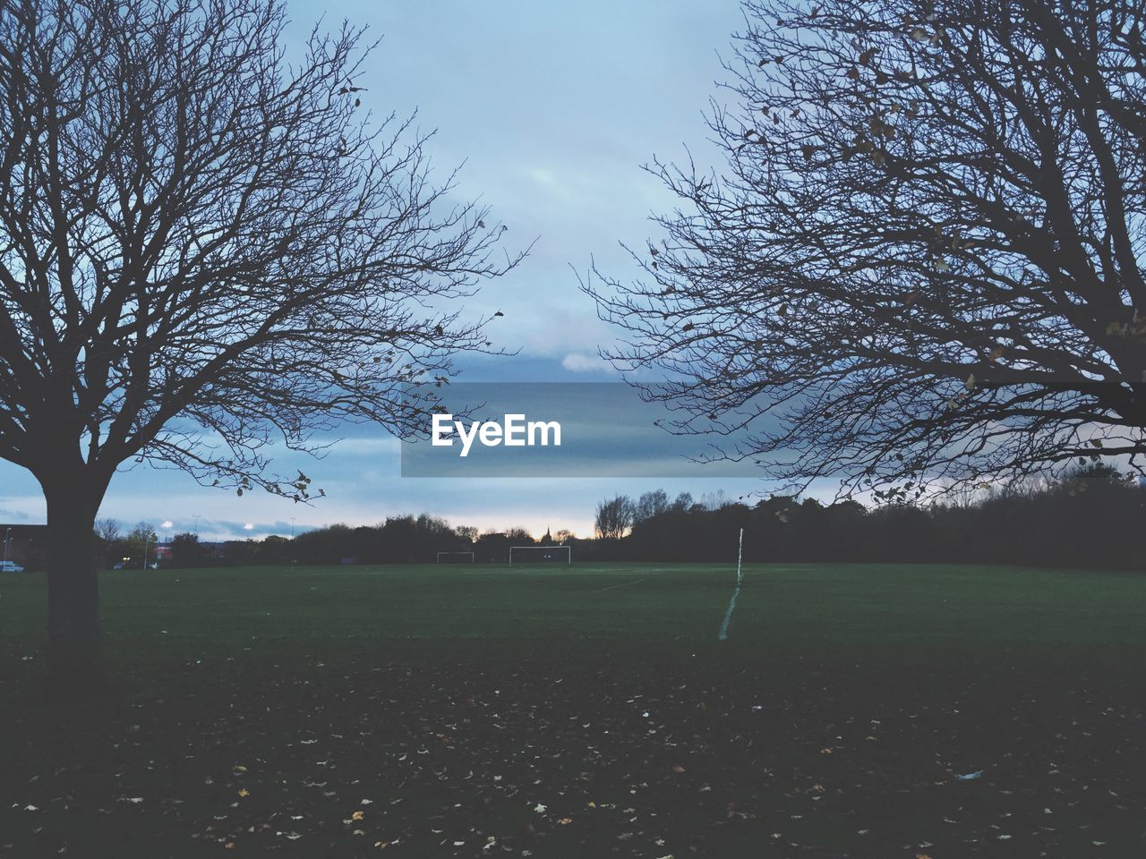 Bare trees on grassy field