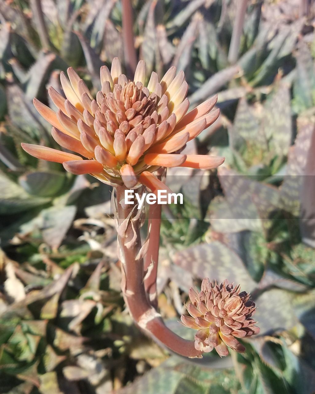 CLOSE-UP OF CACTUS