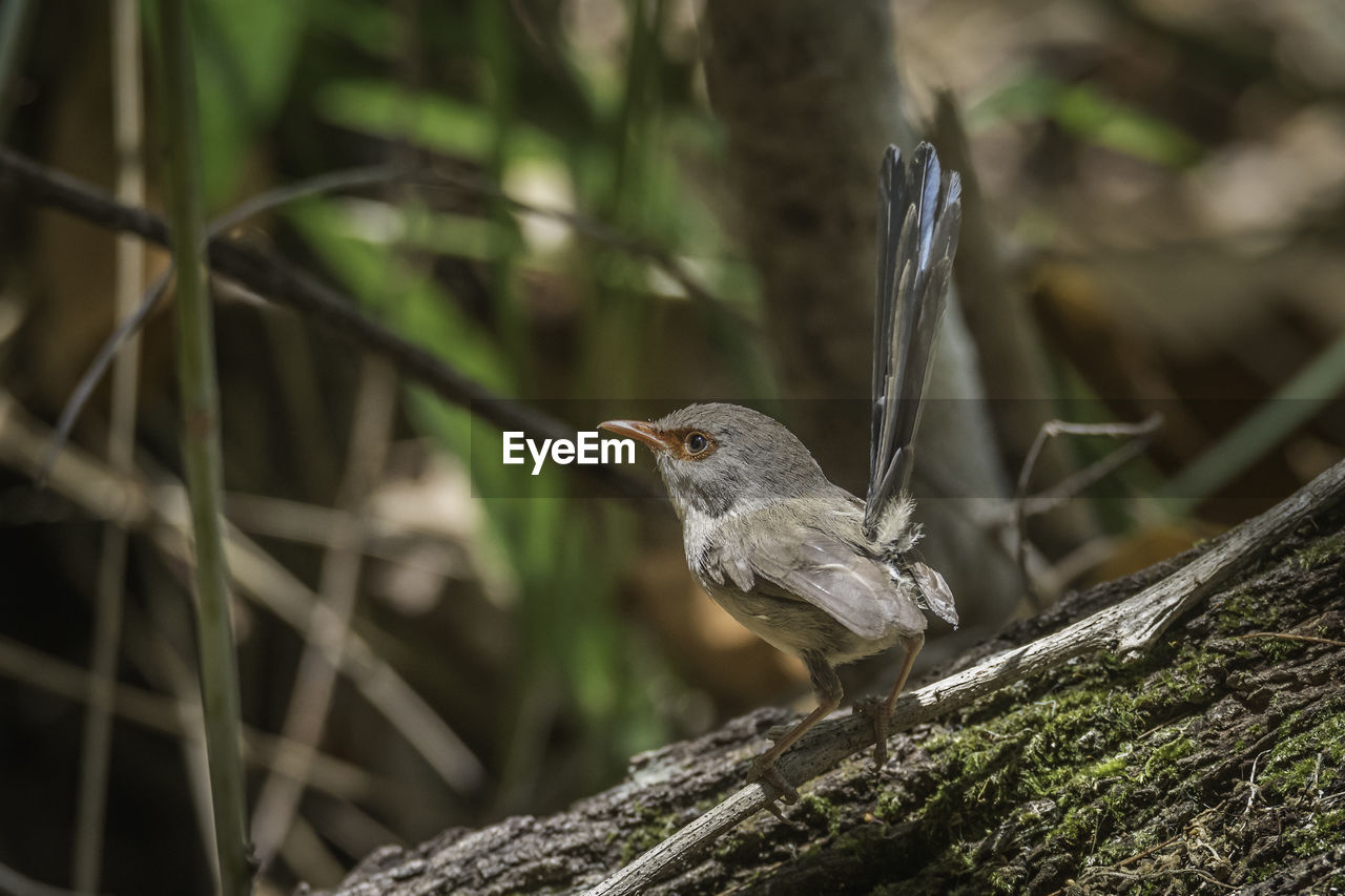 CLOSE-UP OF A BIRD PERCHING ON TREE