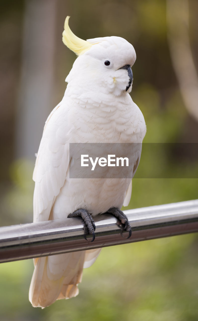 Sulphur crested cockatoo perched on a rail in the grampians region of australia